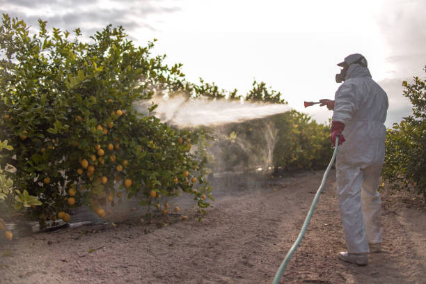 Best Spider Control Near Me  in Sparks, TX