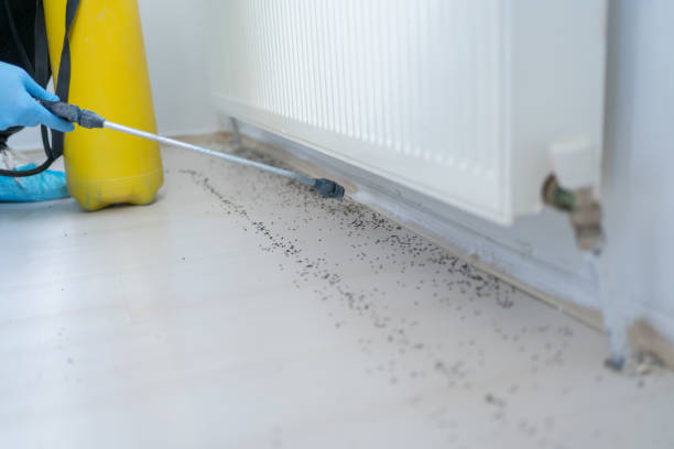 Best Ant Control Services  in Sparks, TX